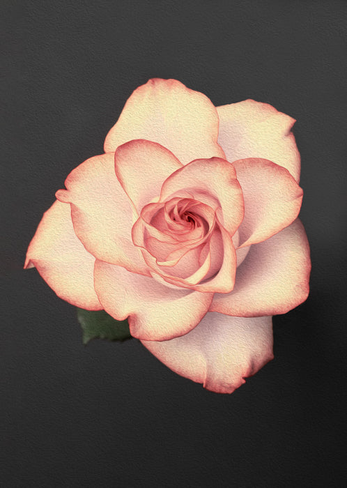 White & Pink Rose