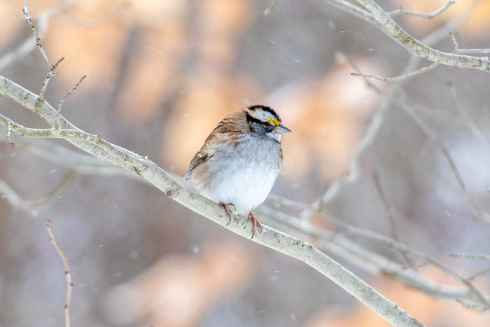 White Throated Sparrow