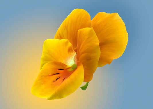 Custom Flower Greeting Card Set